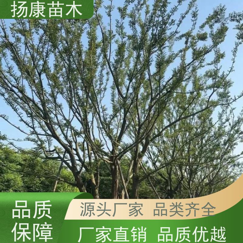 10米丛生朴树 扬康苗木 露地 观形 主干高2.8m 风景树