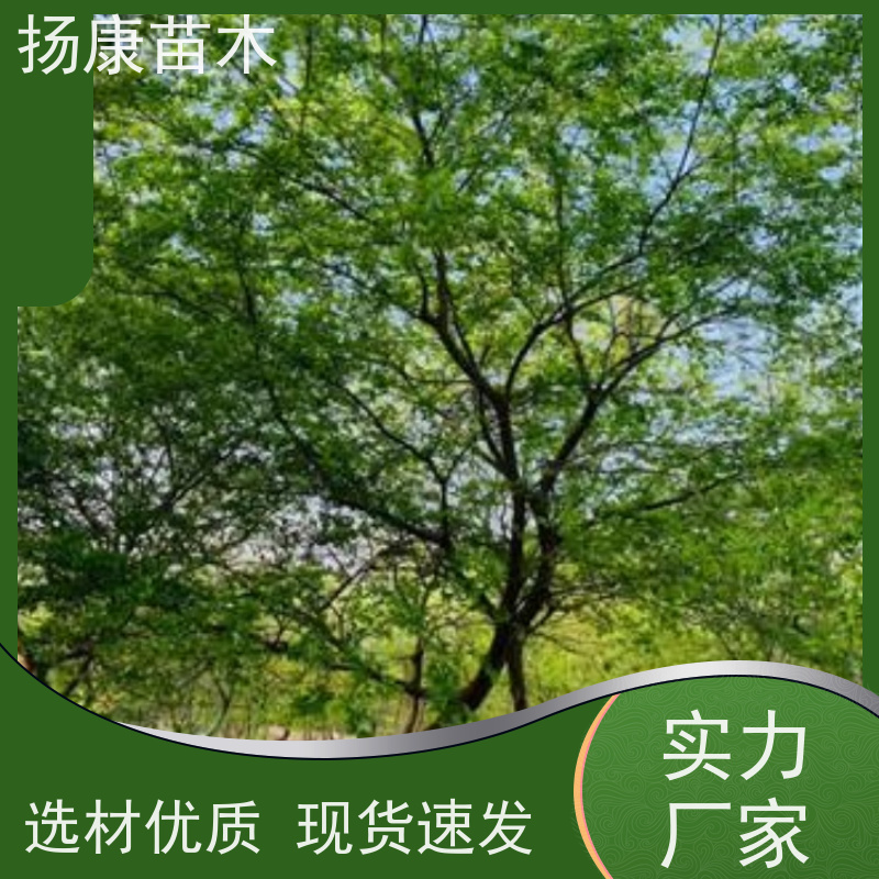 8米丛生朴树 扬康苗木 各规格齐全 景区园林绿化工程行道树
