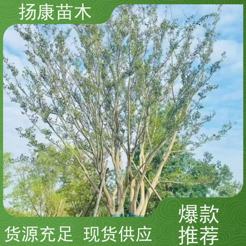 丛生朴树7米 扬康苗木 耐寒适应力较强适合公园庭院街道公路荫树