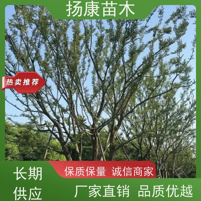 丛生朴树10米 扬康苗木 叶色鲜艳 街道造型装饰树 自产自销