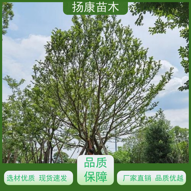 丛生朴树6米 扬康苗木 园林行道绿化露地栽培 根系发达