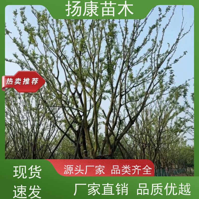 精品丛生朴树 扬康苗木 露地 观形 主干高2.8m 风景树
