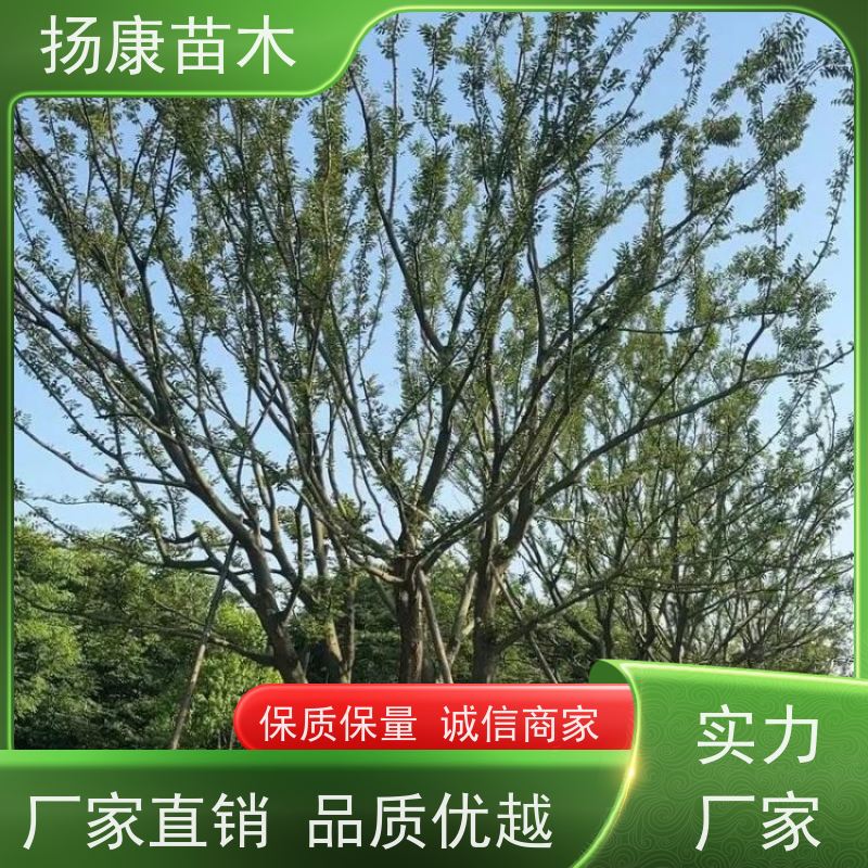 7米丛生朴树 扬康苗木 景区园林绿化工程树 行道树 源头厂家