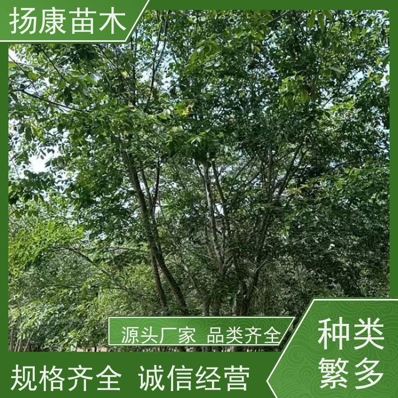 25公分丛生朴树 扬康苗木 城市绿化工程行道树 现挖现发 基地直售