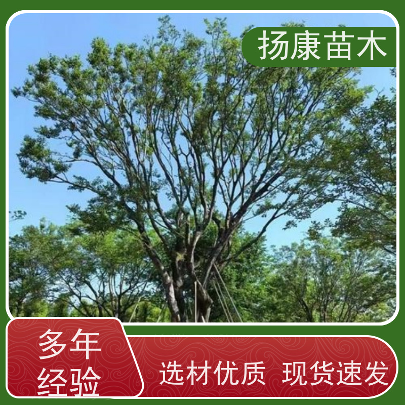 丛生朴树8米 扬康苗木 大型乔木种植基地 工程行道树 存活率高