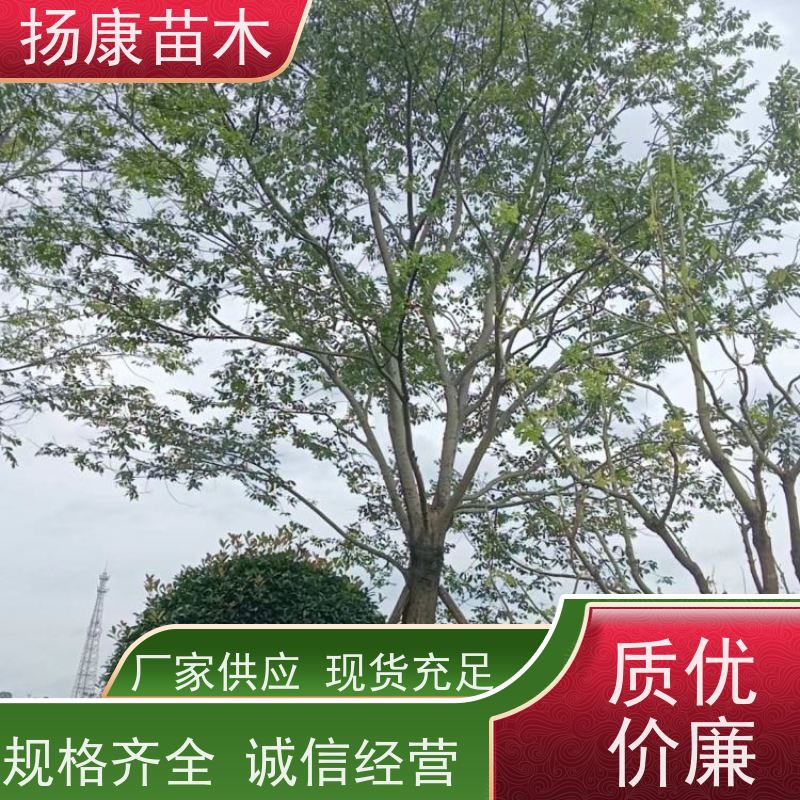 9米丛生朴树 扬康苗木 抗风抗烟滞尘 容易存活 生长速度快