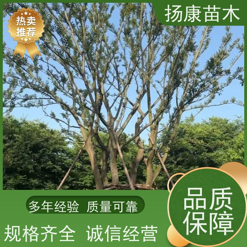 独杆丛生朴树 扬康苗木 叶色鲜艳 街道造型装饰树 自产自销