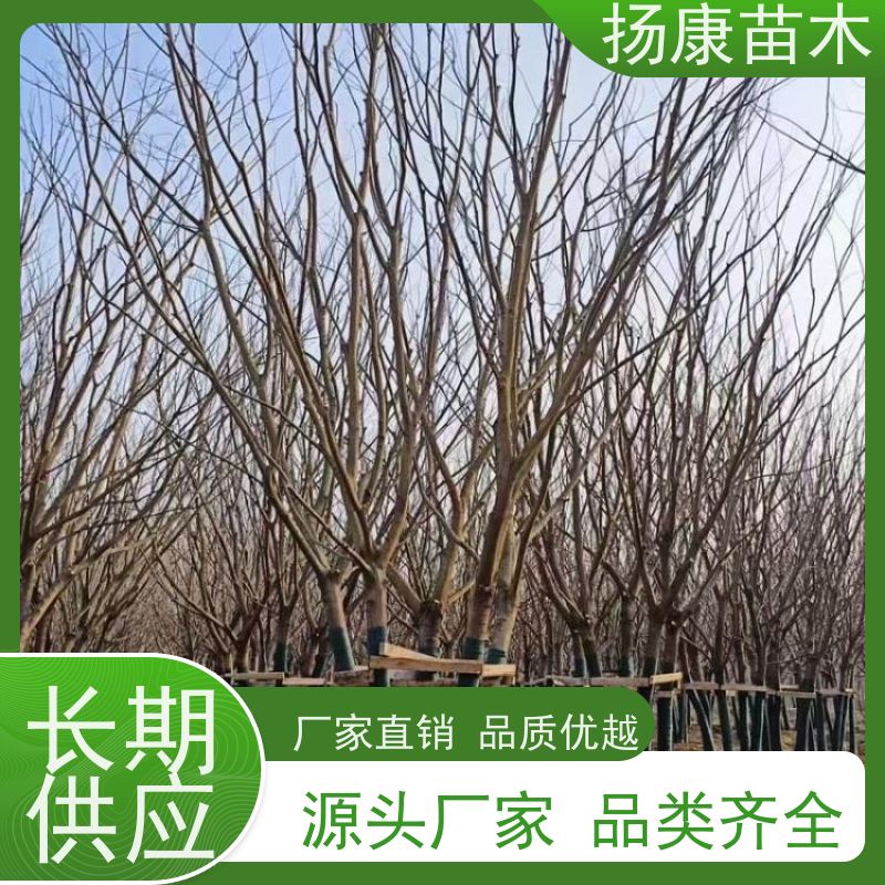 多分枝丛生朴树 扬康苗木 公园道路风景树行道树 现挖现卖