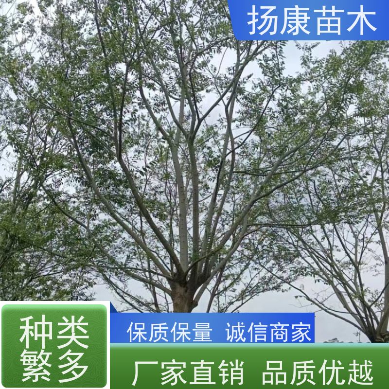 12公分丛生朴树 扬康苗木 城市绿化工程行道树 现挖现发 基地直售