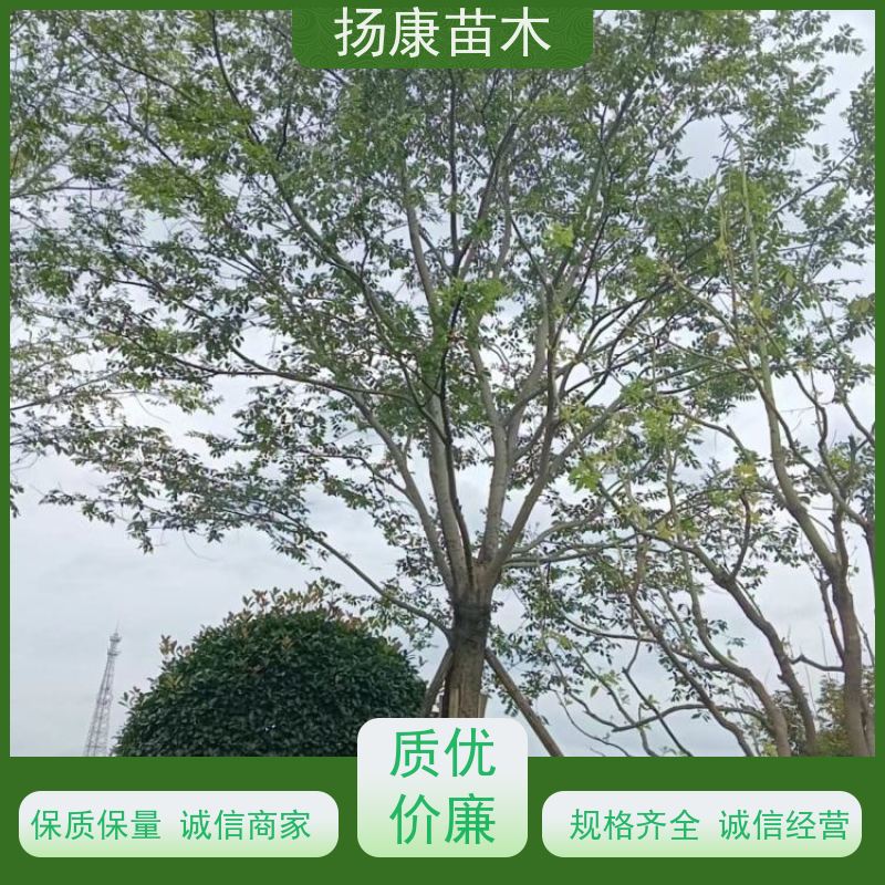 90公分丛生朴树 扬康苗木 叶色鲜艳 街道造型装饰树 自产自销