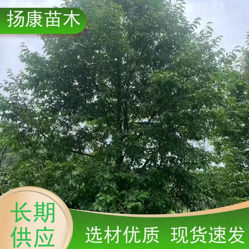 35公分乐昌含笑 园林庭院造景植物 适用性强 实地看苗 