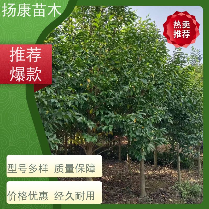 18公分乐昌含笑 行道树系列树种养护 树形优美 苗木批发