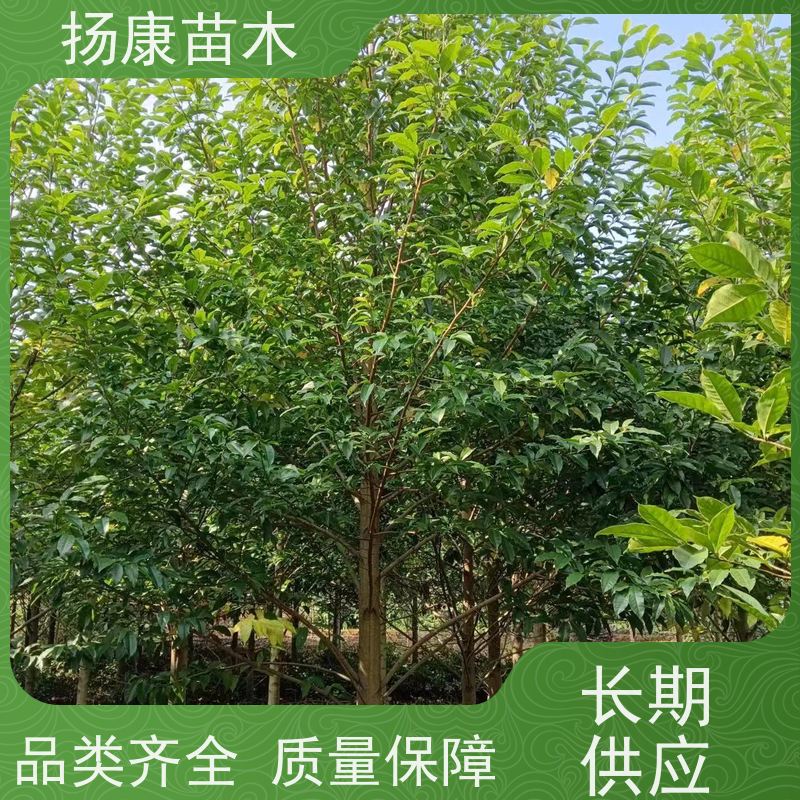 12公分乐昌含笑 竖形常绿灌木绿植适用于园林绿化 种植基地
