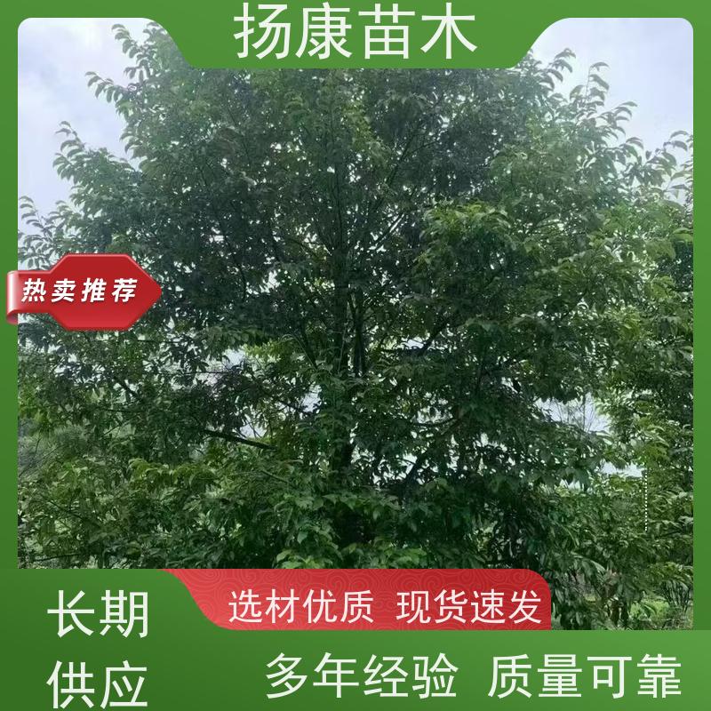 12公分乐昌含笑 花木基地 公园绿化行道树 优选常绿