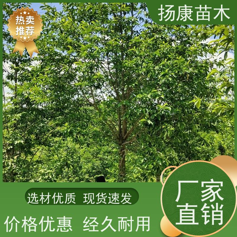 19公分乐昌含笑 树形优美 工厂绿化可用 基地直供 