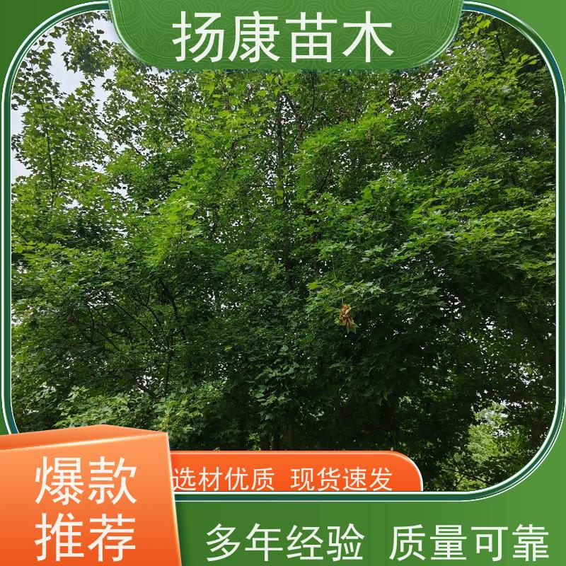 12公分乐昌含笑 行道树系列树种养护 树形优美 高成活率