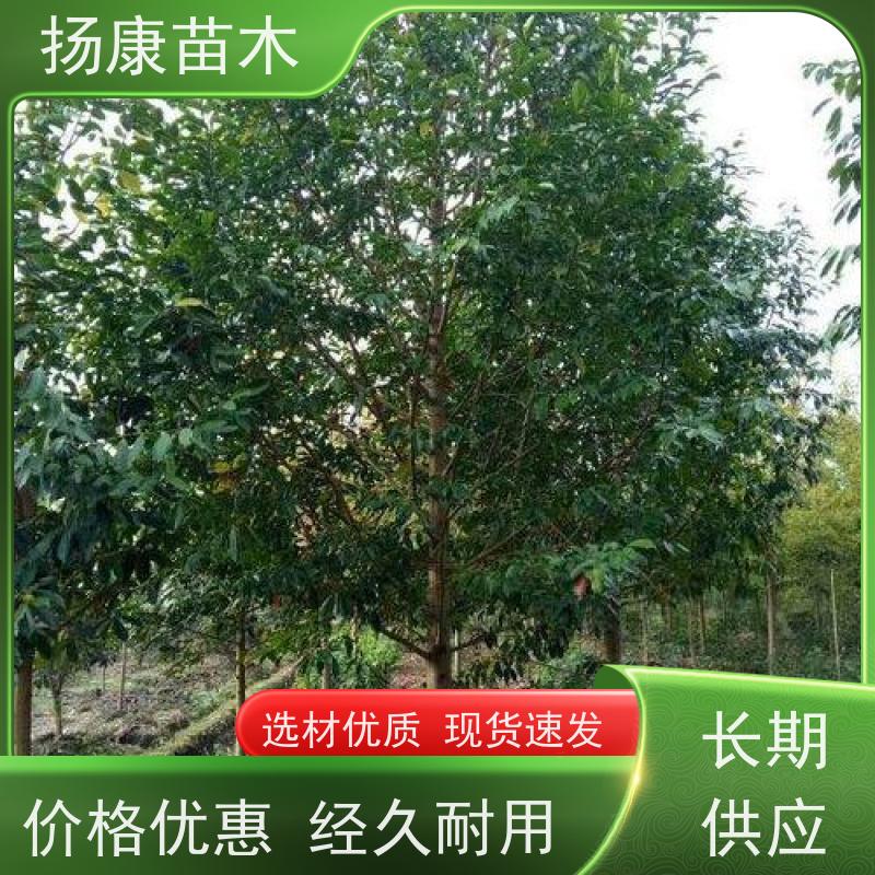 14公分乐昌含笑 行道树系列树种养护 树形优美 苗木批发