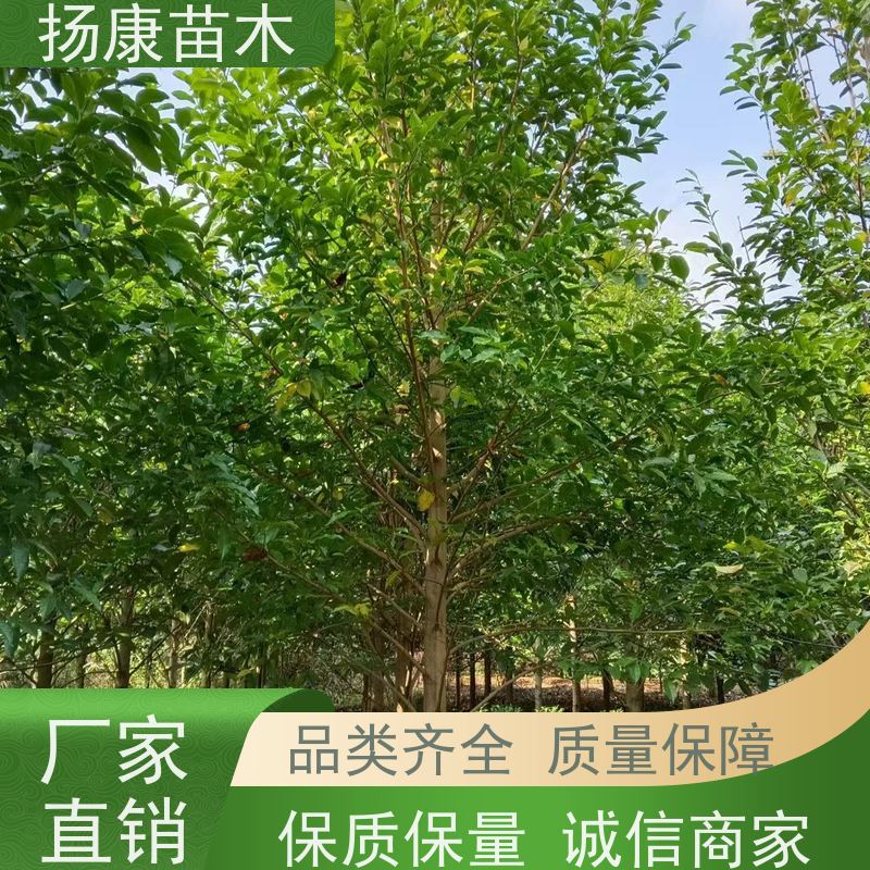 30公分乐昌含笑 园林景区栽植 精致美丽 优选常绿
