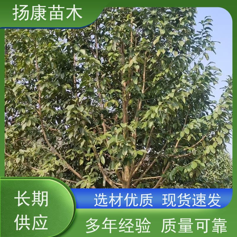 20公分乐昌含笑 花木基地 公园绿化行道树 优选常绿