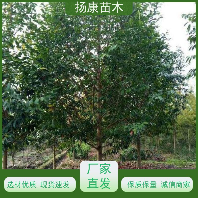 16公分乐昌含笑 行道树系列树种养护 现挖现卖