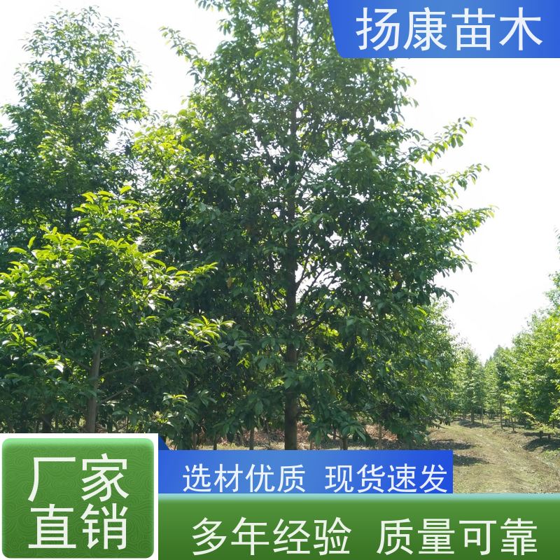 35公分乐昌含笑 竖形常绿灌木绿植适用于园林绿化 种类齐全