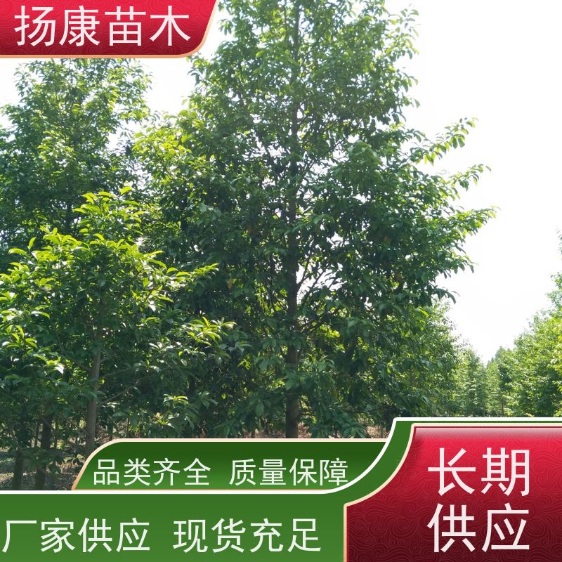 18公分乐昌含笑 树形优美 工厂绿化可用 大量供应