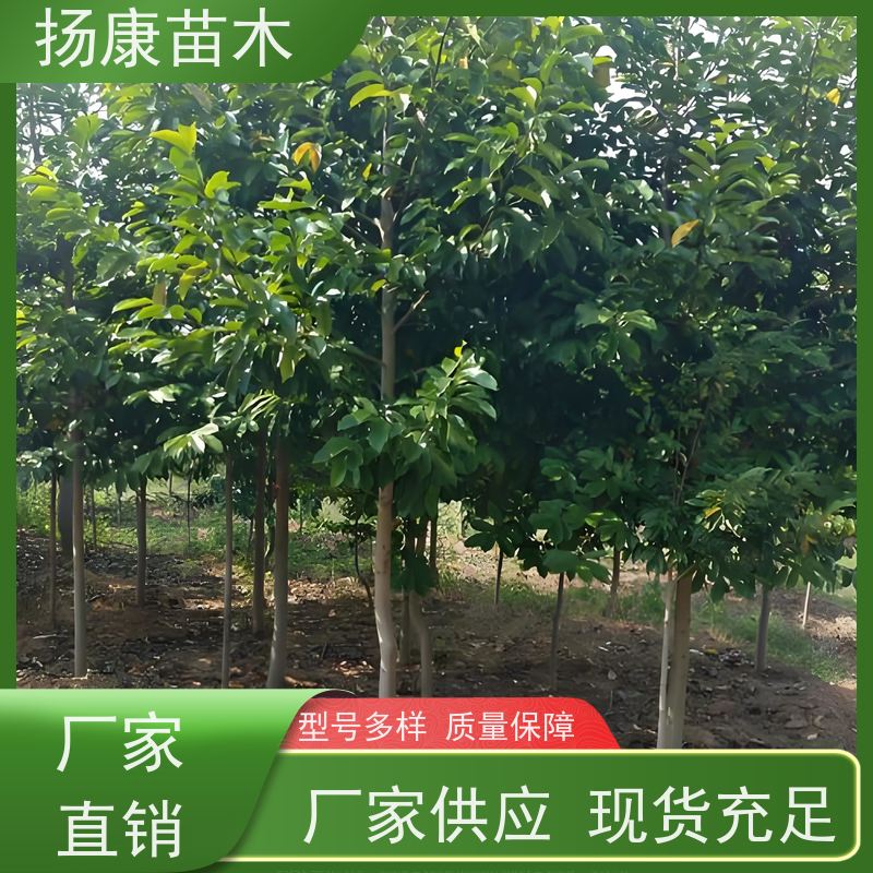 9公分乐昌含笑 行道树系列树种养护 树形优美 基地直供 