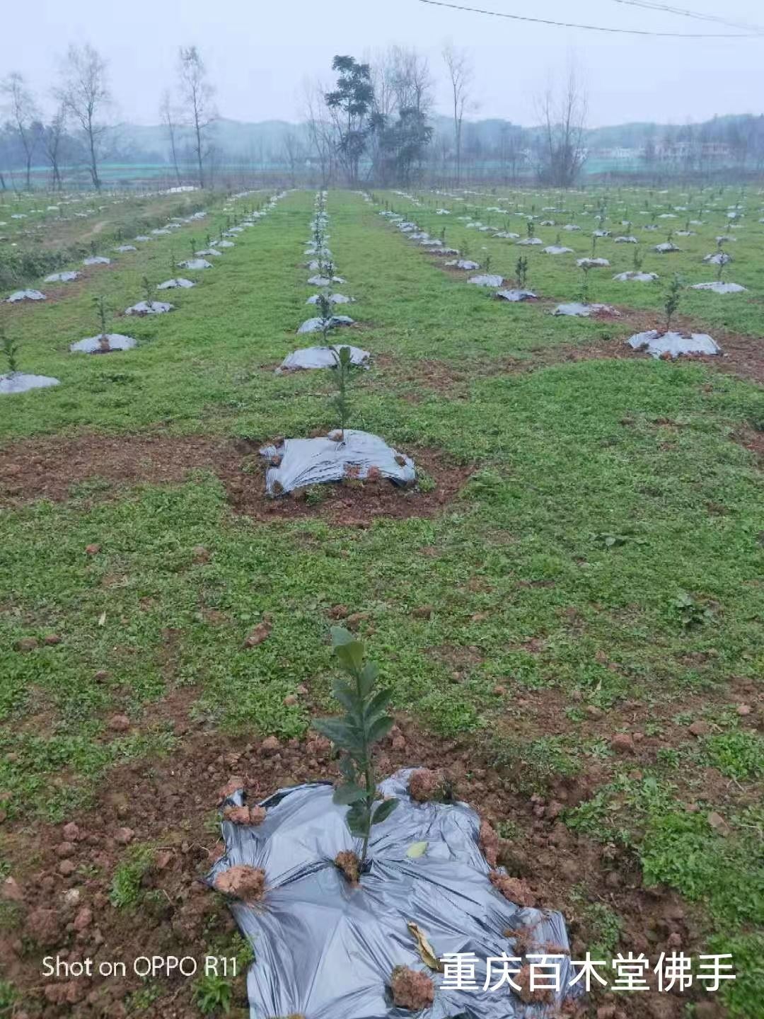 百木堂石 柱佛手苗生长环境适应性强植株茂密