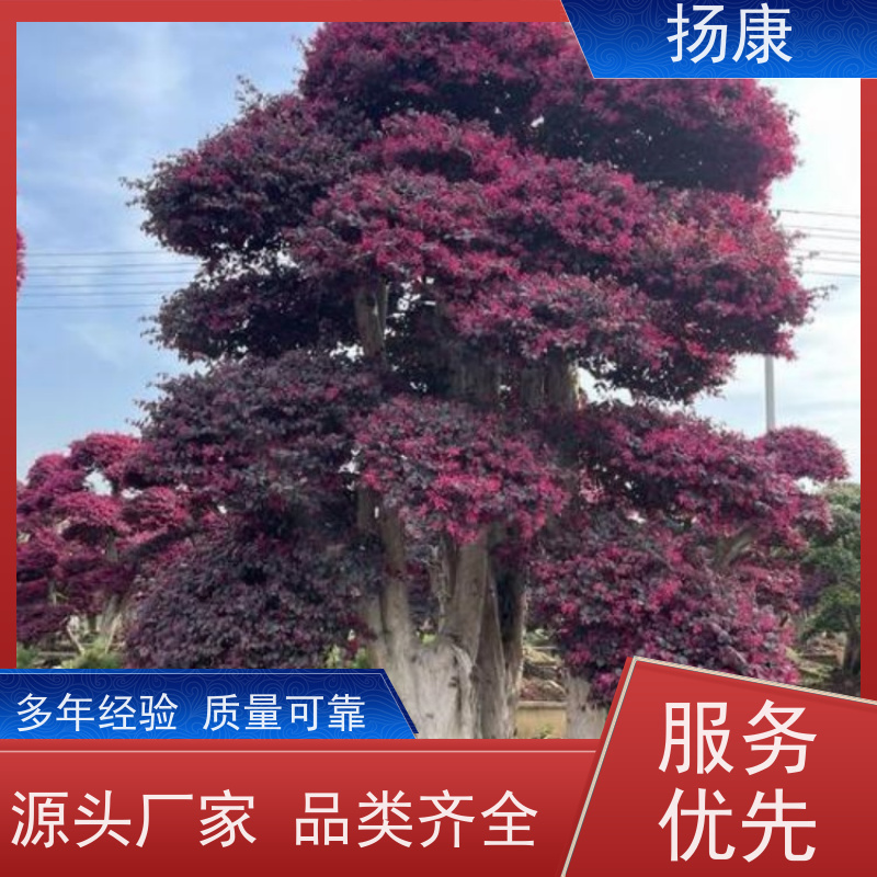 扬康 精品造型红花继木古桩 别墅景观树 源头厂家