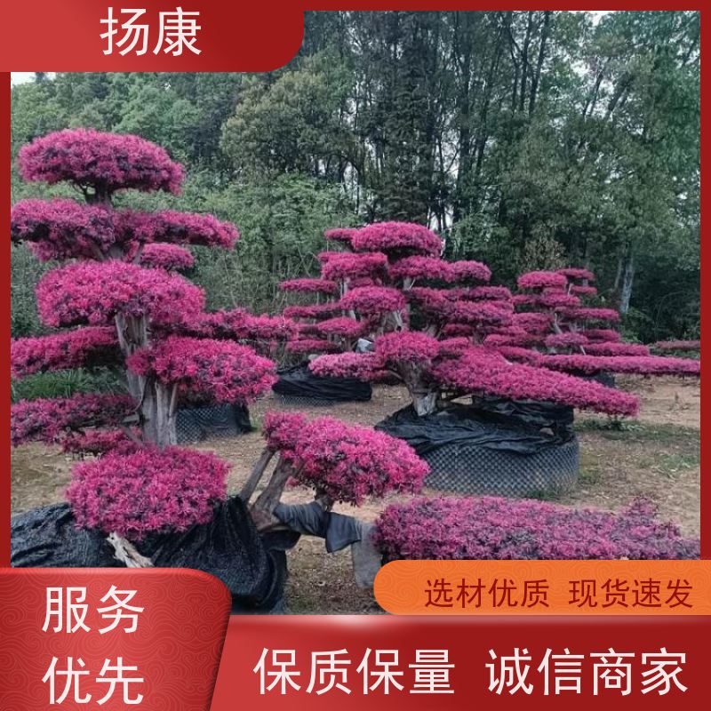 扬康 25公分红花继木桩 适应性强，耐寒、耐旱、耐贫瘠