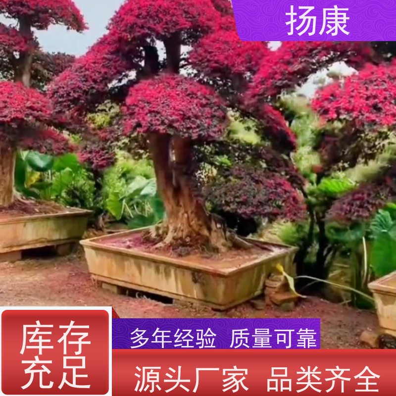 扬康 40公分红花继木桩 园林景区观景苗木 绿化工程栽植 易成活