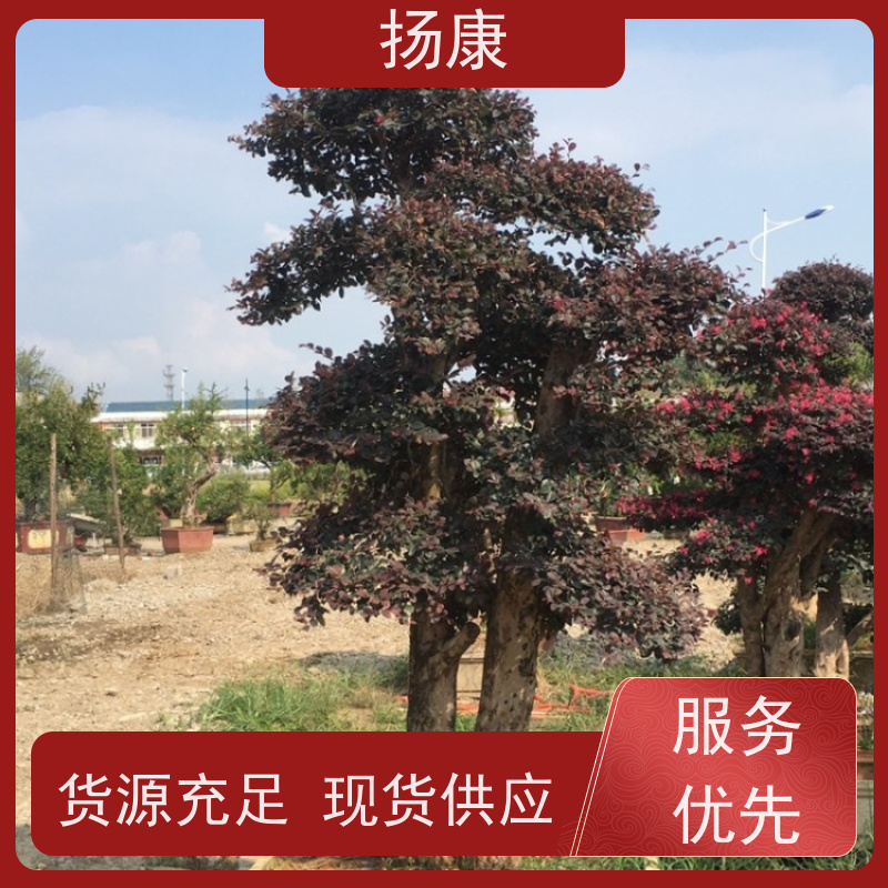 扬康 精品红花继木古桩 5m高造型 多种规格桩景 基地直发