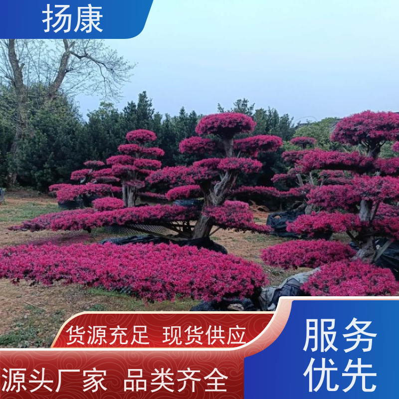 扬康 40公分红花继木桩 耐修剪与蟠扎，枝条可塑性强