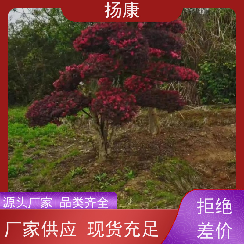 扬康 25公分红花继木桩 景区园林绿化工程苗 庭院造景栽植观赏苗