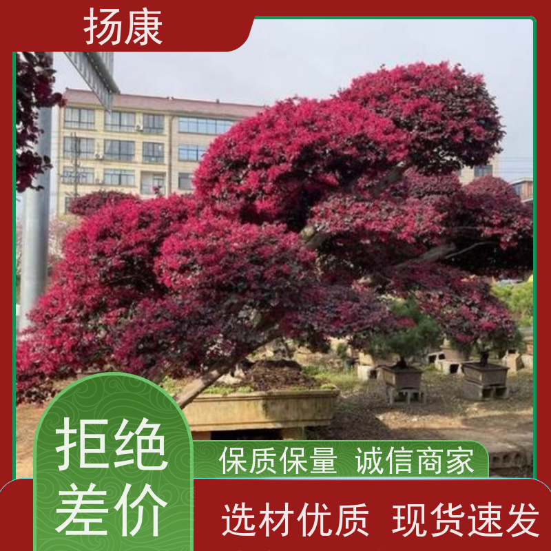 扬康 18公分红花继木桩 园林景区观景苗木 绿化工程栽植 易成活