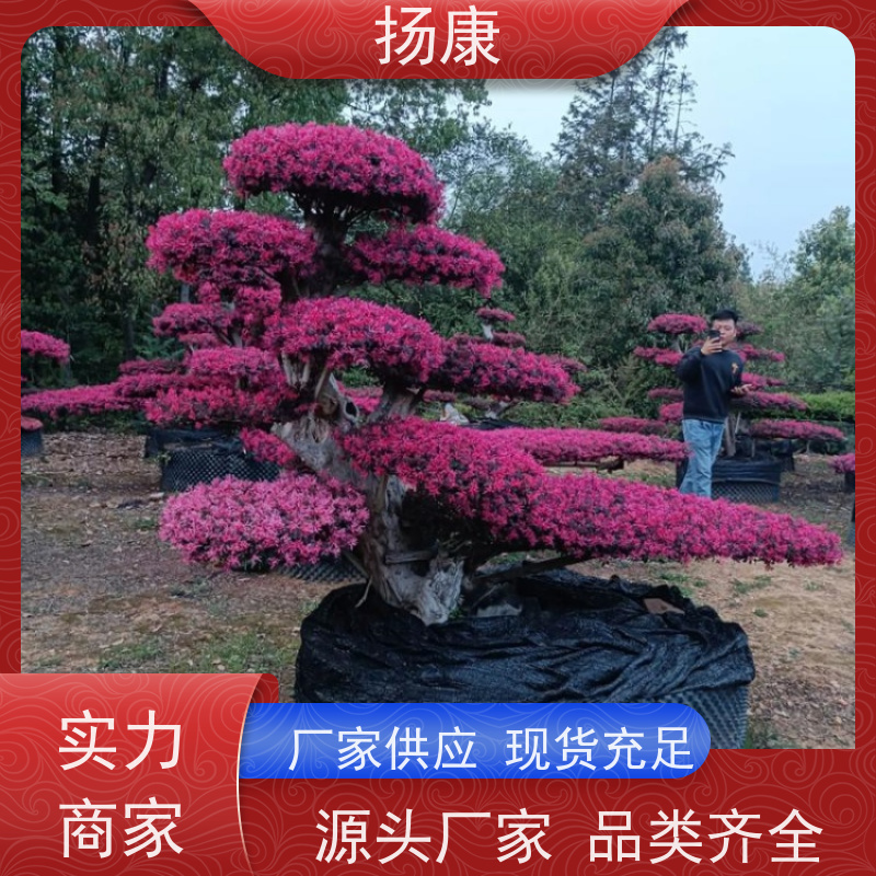 扬康 造型红花继木桩 萌发力强，即使老桩移栽也成活率较高