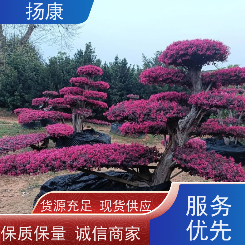 扬康 精品造型红花继木古桩 园林景区观景苗木 绿化工程栽植