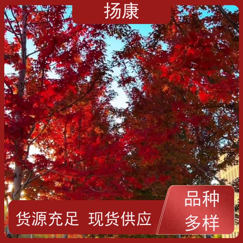 扬康 20公分红花继木桩 萌发力强，即使老桩移栽也成活率较高