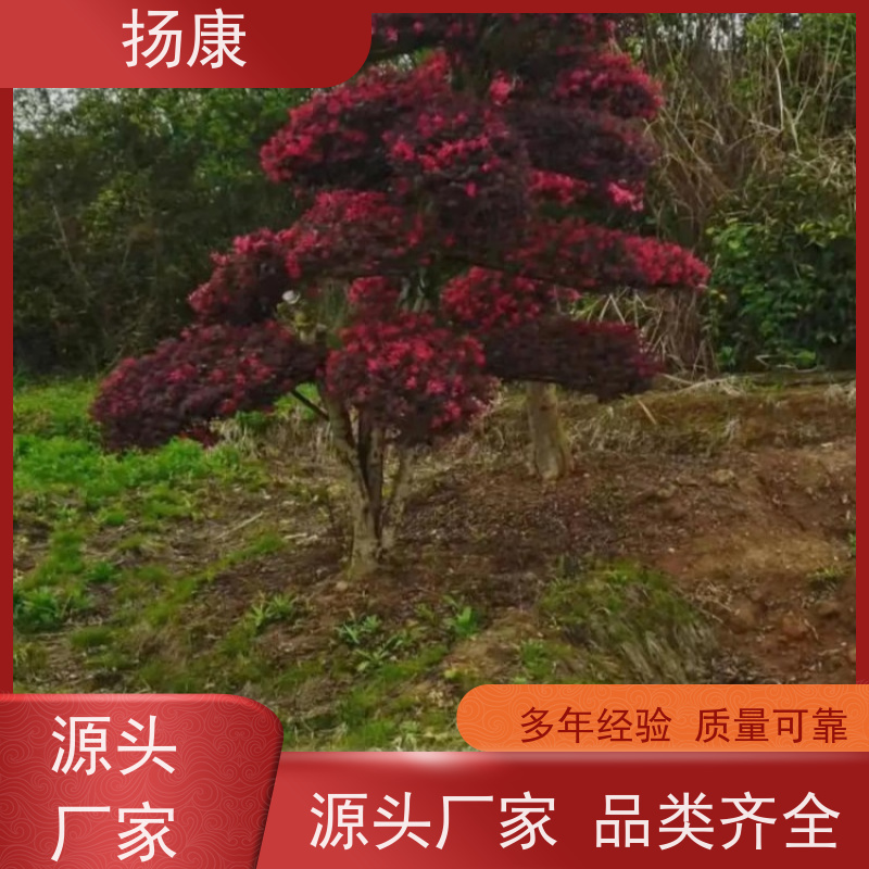 扬康 40公分红花继木桩 适合用于庭院、公园或艺术展览空间