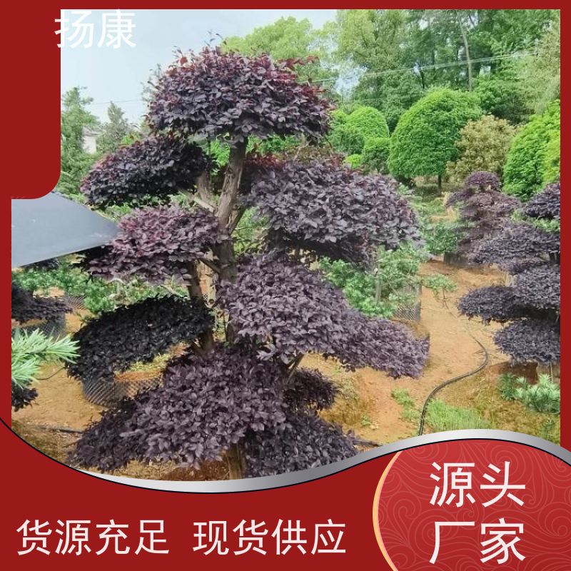 扬康 红花继木桩 庭院绿植花卉篱笆围墙四季红叶彩色盆景球桩