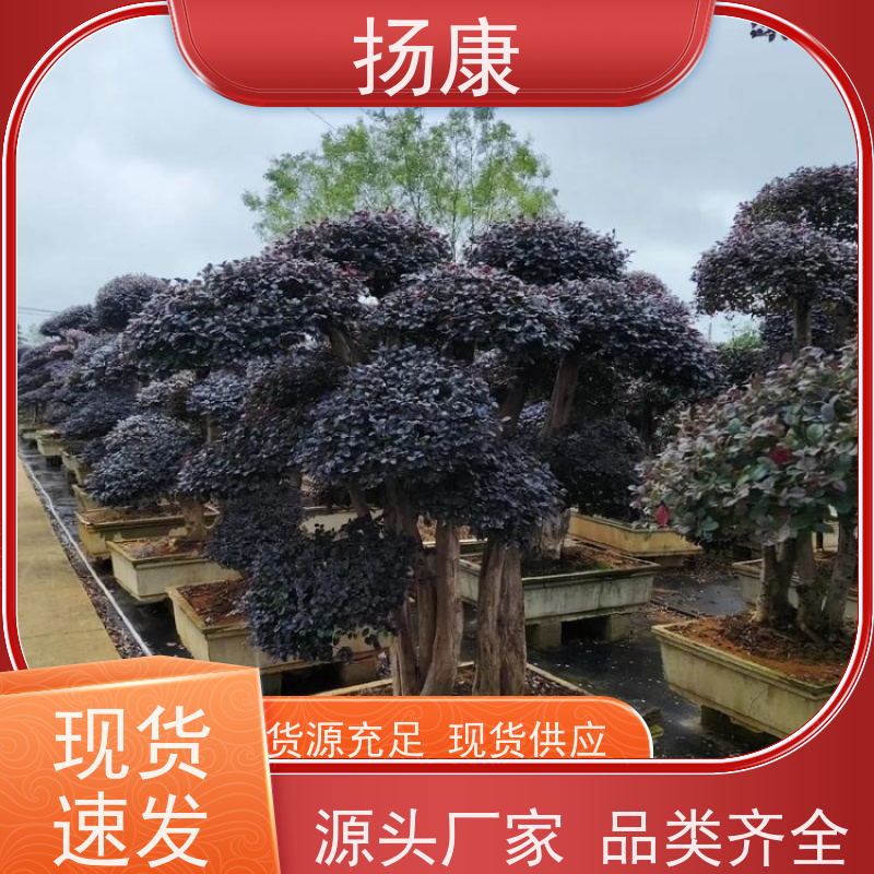 扬康 20公分红花继木桩 庭院绿植花卉篱笆围墙四季红叶彩色盆景球桩