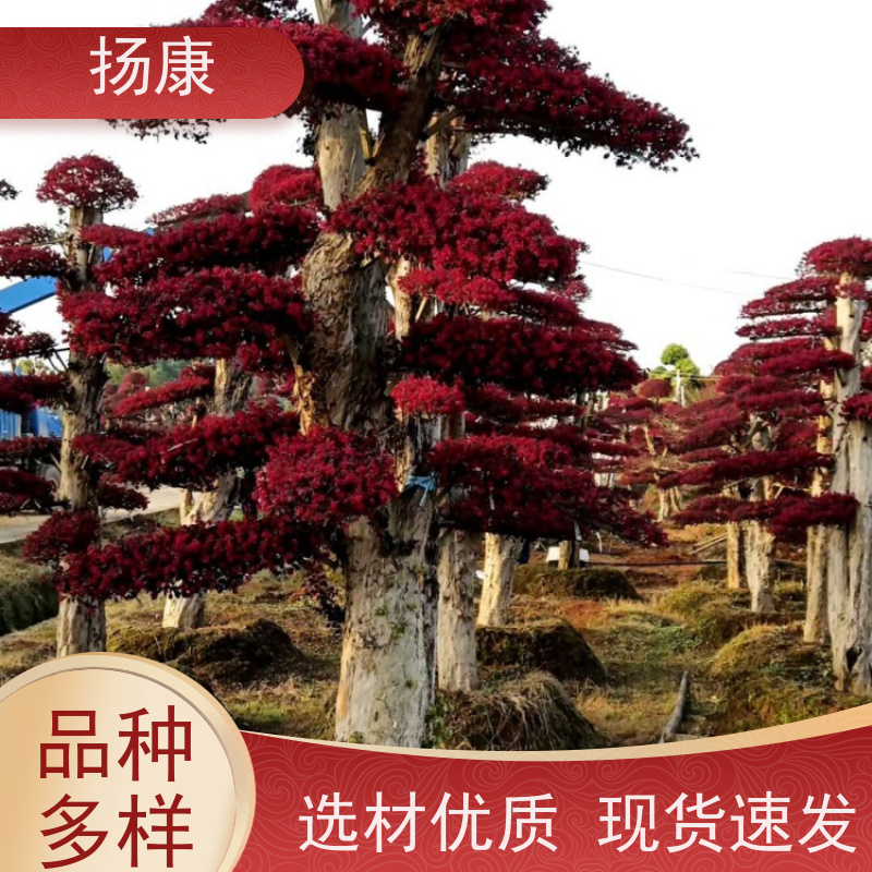 扬康 大型红花继木桩 园林景区观景苗木 绿化工程栽植 易成活