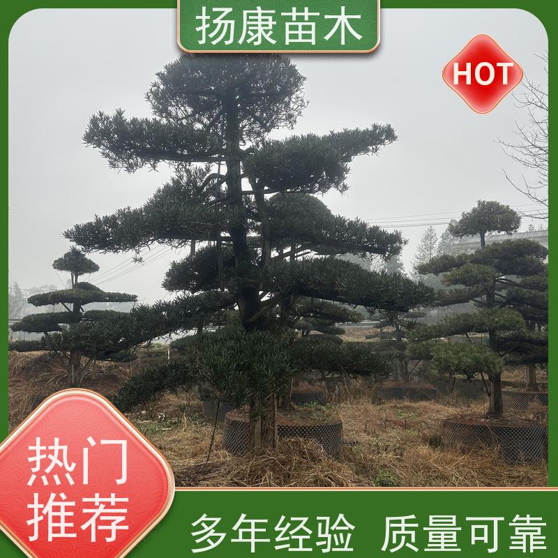 扬康苗木 景区园林绿化用 黑松 别墅庭院风景树 20公分罗汉松