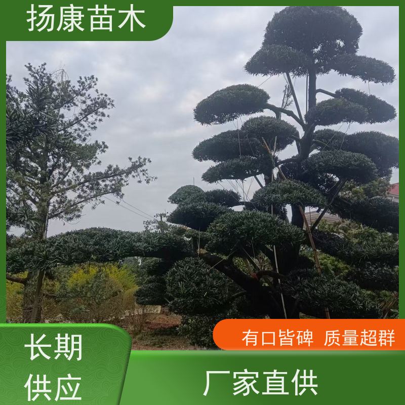 扬康苗木 规格齐全 别墅景区道路园林绿化大型造景树 小叶罗汉松