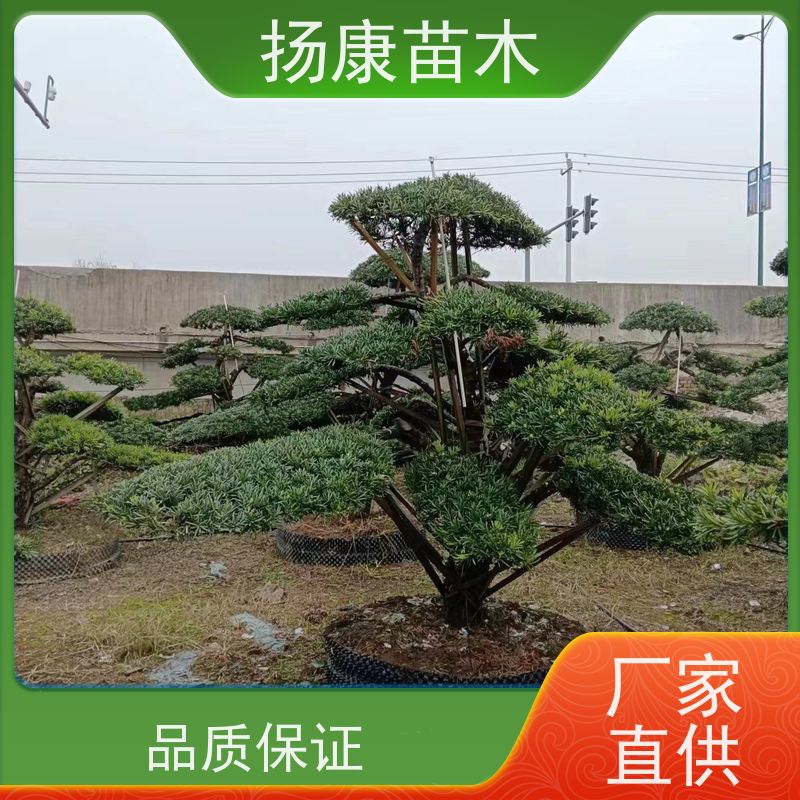 扬康苗木 百亩基地直供 绿意盎然 造型美观 生长旺盛 30公分罗汉松