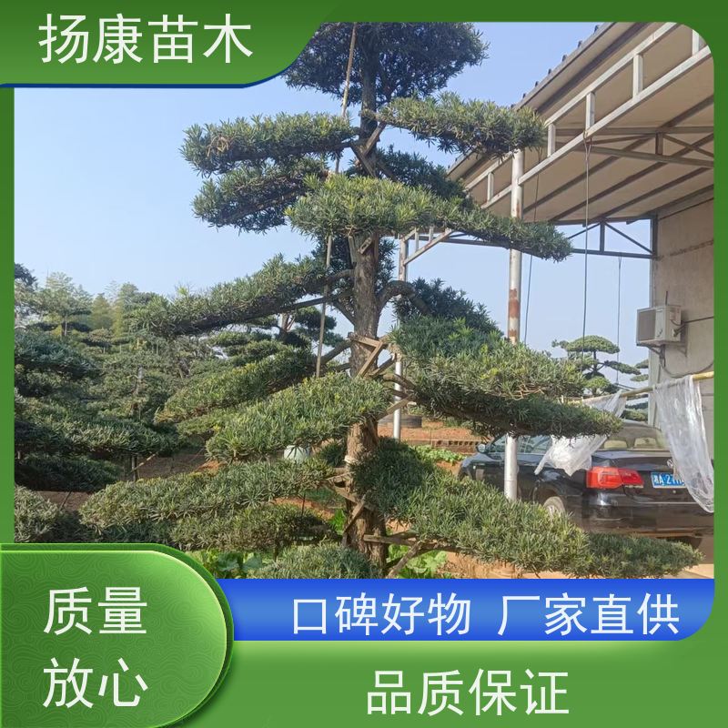 扬康苗木 地采购 庭院别墅主景树 品种齐全 30公分罗汉松