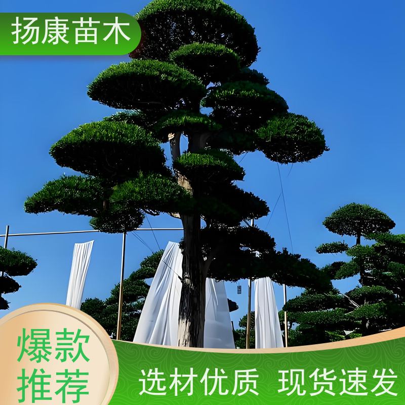 扬康苗木 黑松 迎客松别墅庭院绿化树 精品造型罗汉松