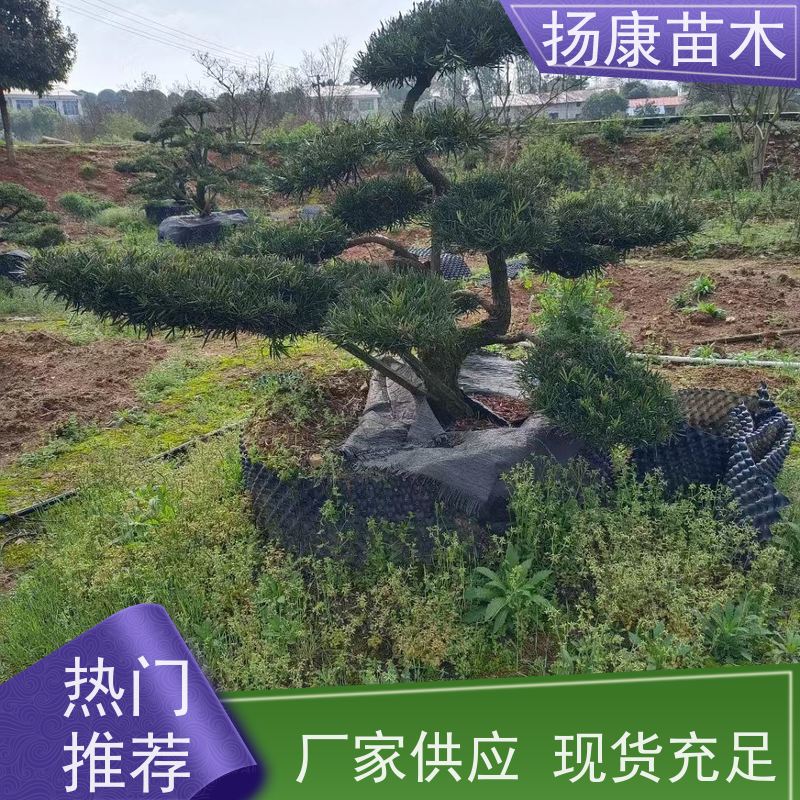 扬康苗木 规格齐全 形状优美 风景绿化树 基地供应 米叶罗汉松