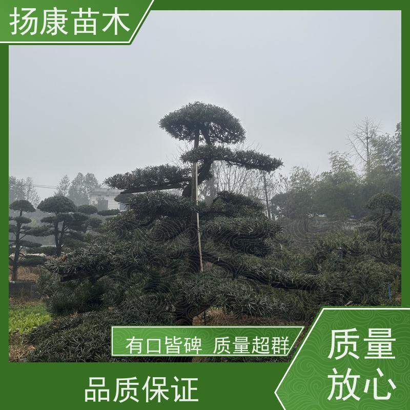 扬康苗木 美观大气 庭院园林造景树 贵妃罗汉松