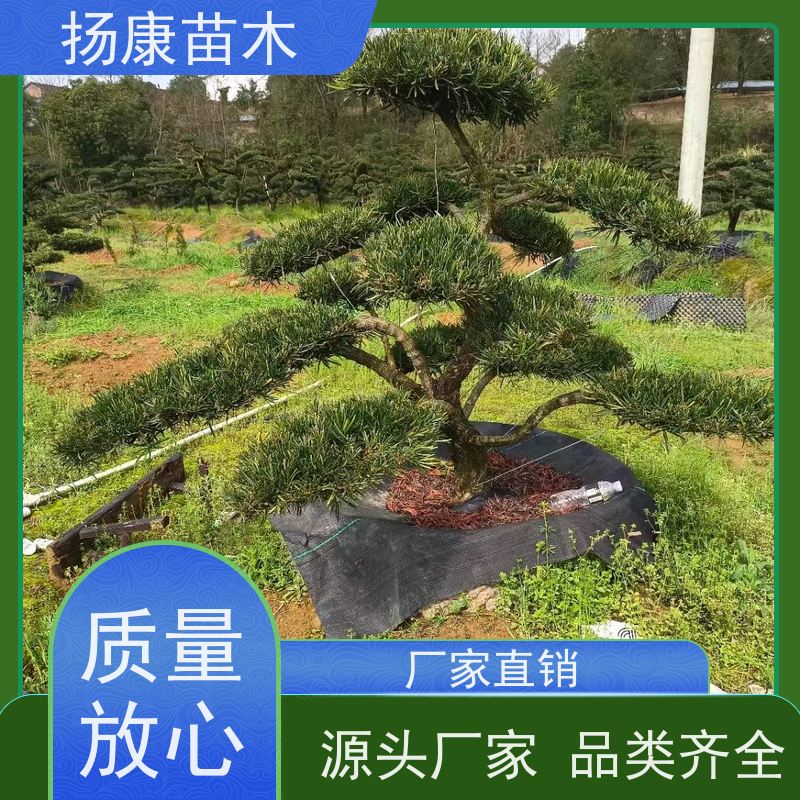 扬康苗木 黑松 迎客松别墅庭院绿化树 12公分罗汉松